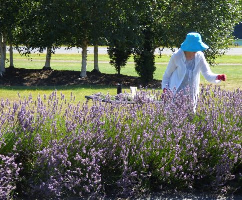 A woman in white jacket and blue hat tending to lavender.