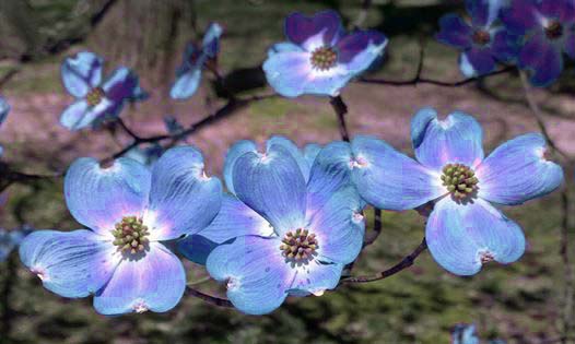 A close up of some blue flowers on a tree