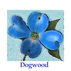 Dogwood