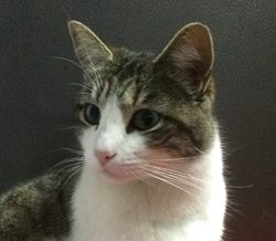 A cat with white and brown fur sitting on top of a table.