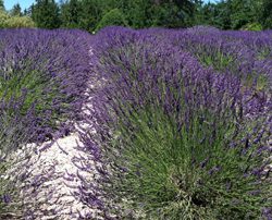 A field of purple flowers in the middle of a forest.