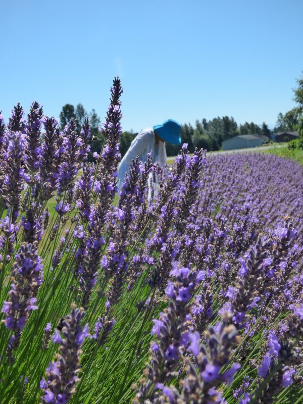 A person in a field of purple flowers